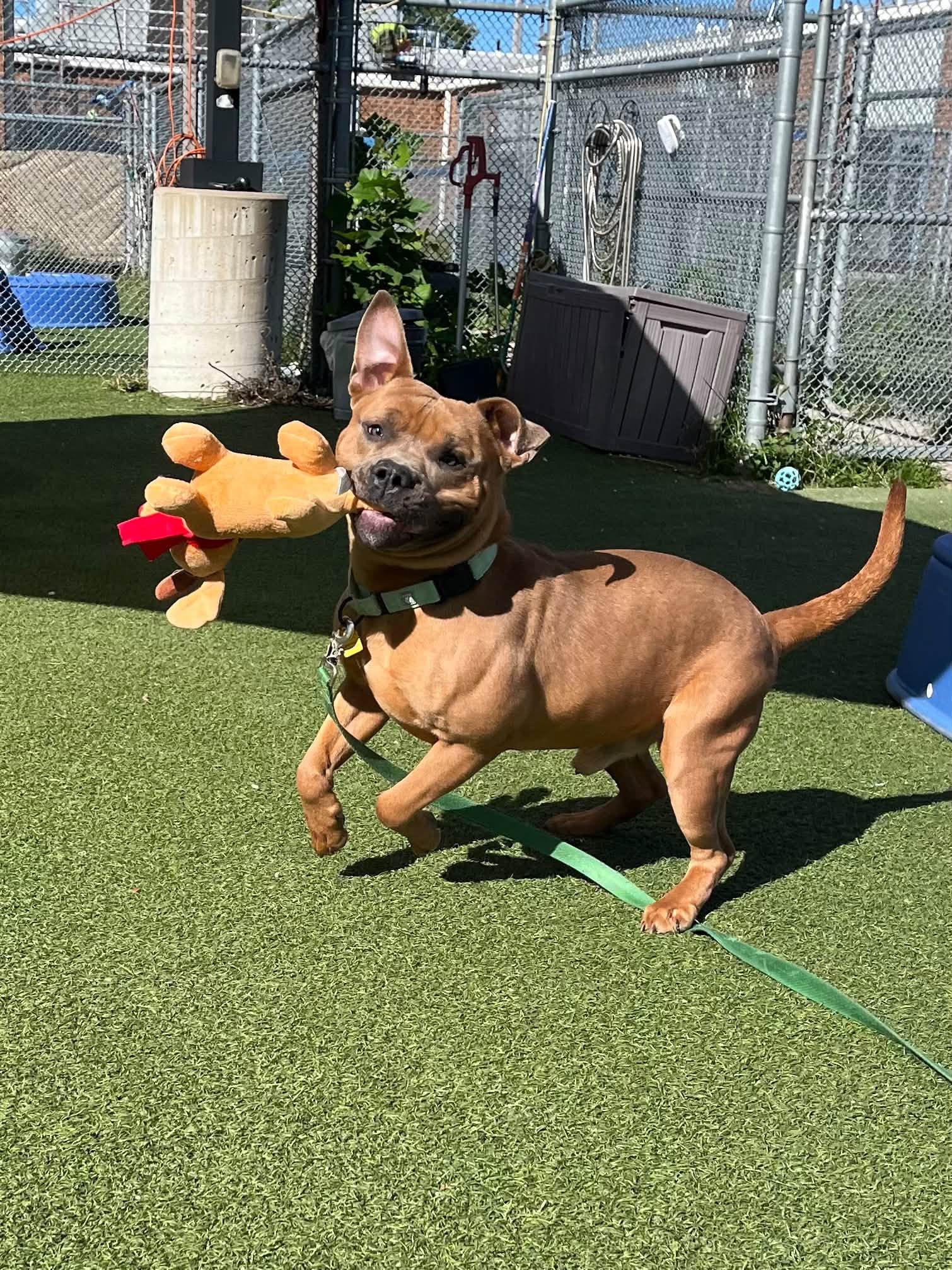 Enlarge Aspen, a Adoptable mixed breed in Cleveland, OH image 6/6
