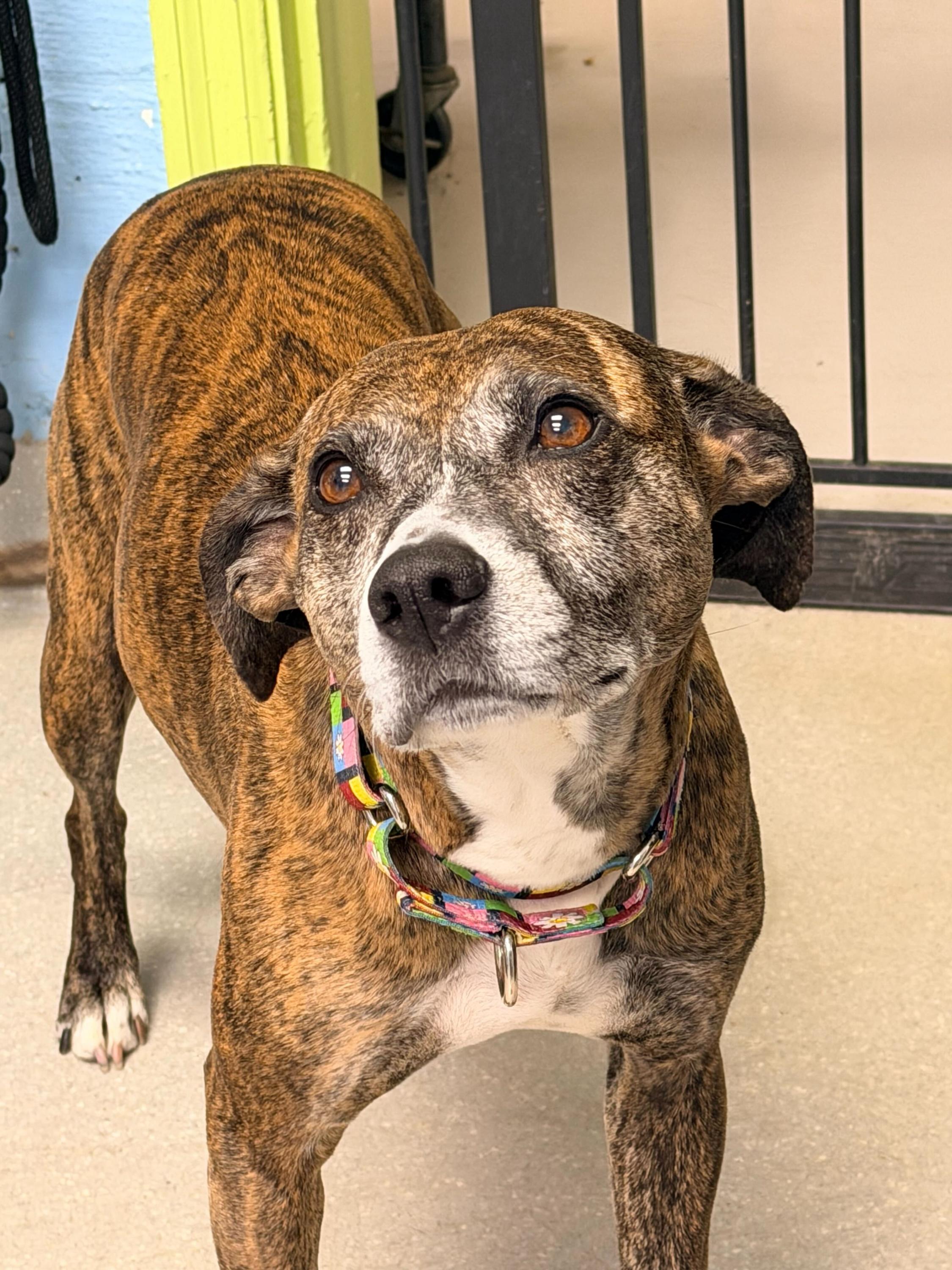 Macie, Adoptable, Adult Female Terrier.