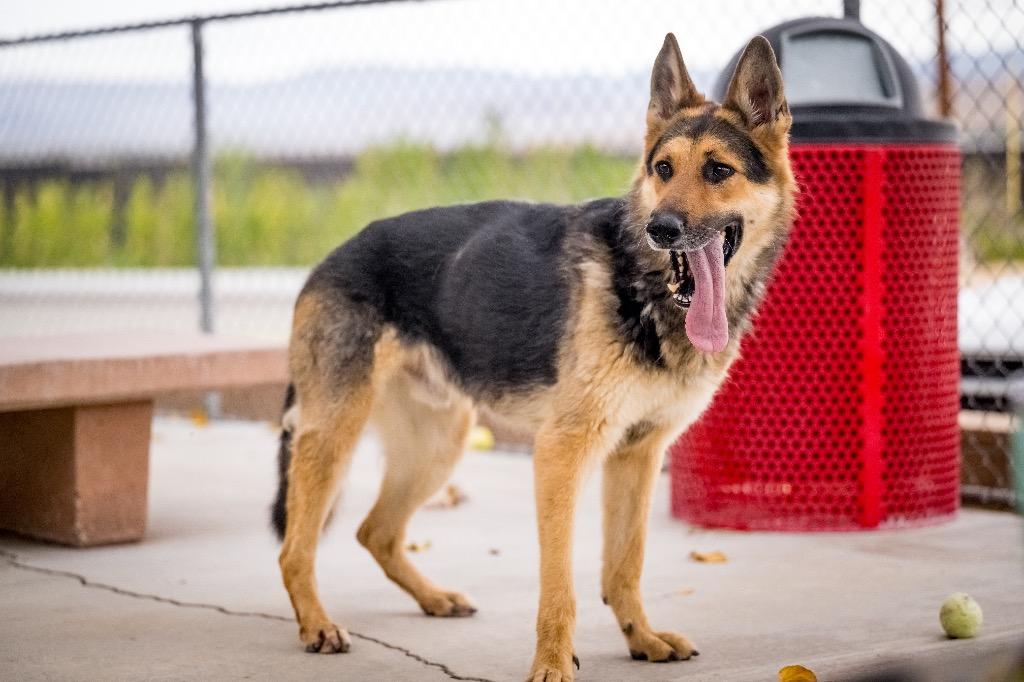 Apollo, a Adoptable German Shepherd Dog in Twentynine Palms, CA image 2/6
