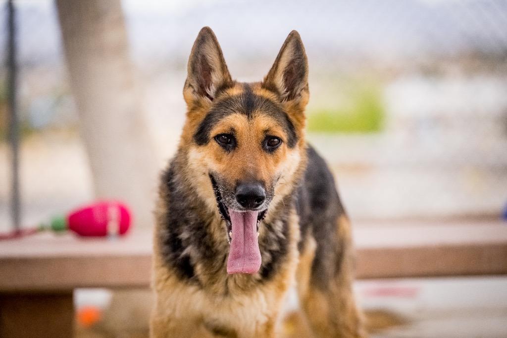 Apollo, a Adoptable German Shepherd Dog in Twentynine Palms, CA image 4/6
