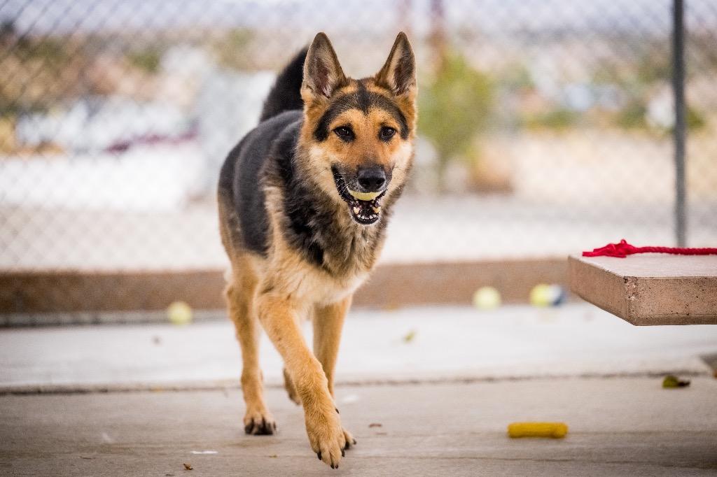 Apollo, a Adoptable German Shepherd Dog in Twentynine Palms, CA image 5/6