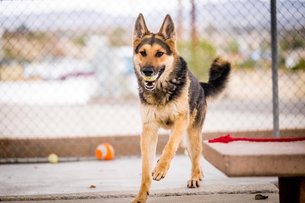 Apollo, a Adoptable German Shepherd Dog in Twentynine Palms, CA image 6/6