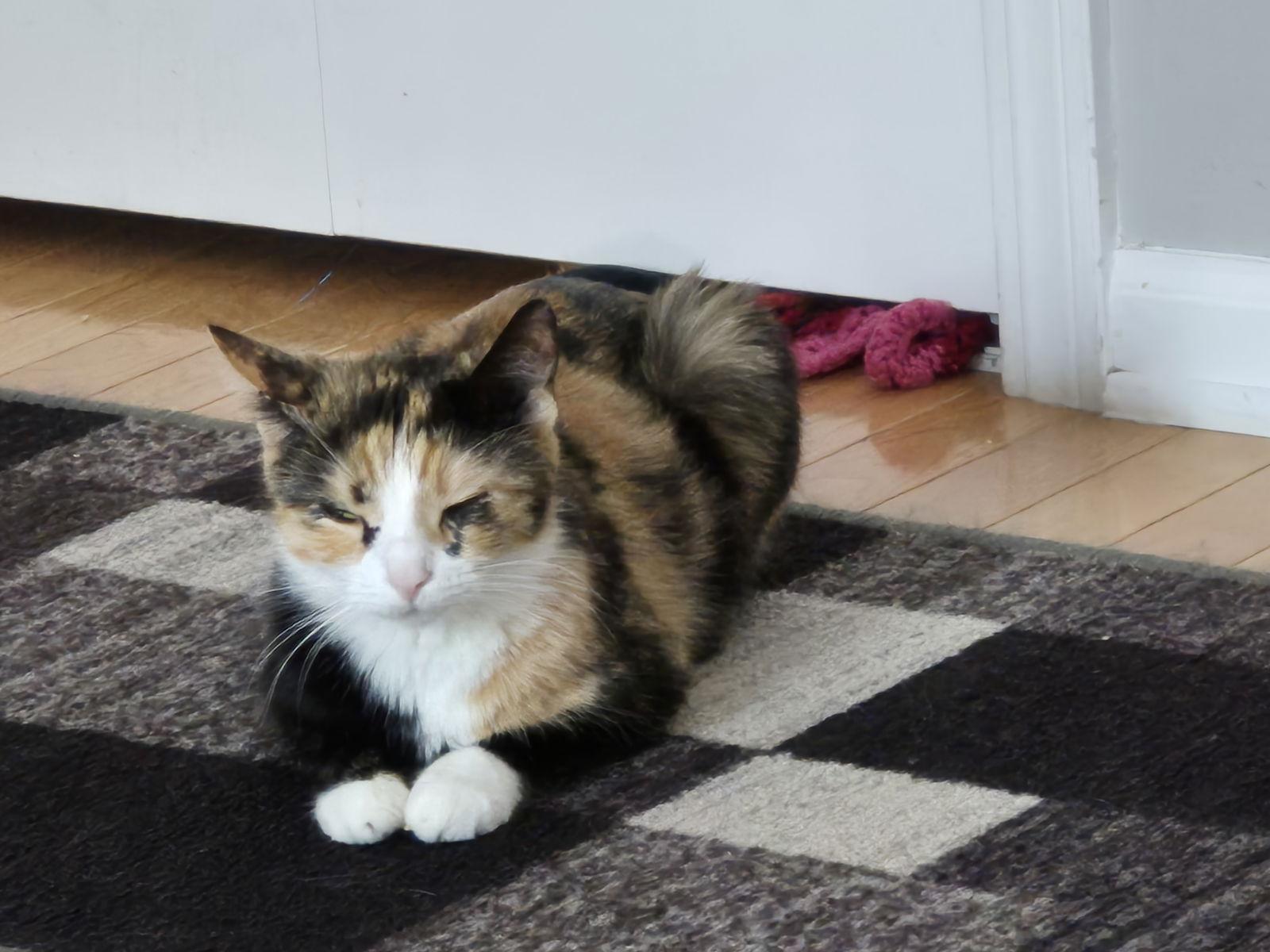 Enlarge Pinky Tuskadero, a Adopted Domestic Short Hair in Wheaton, IL image 1/3