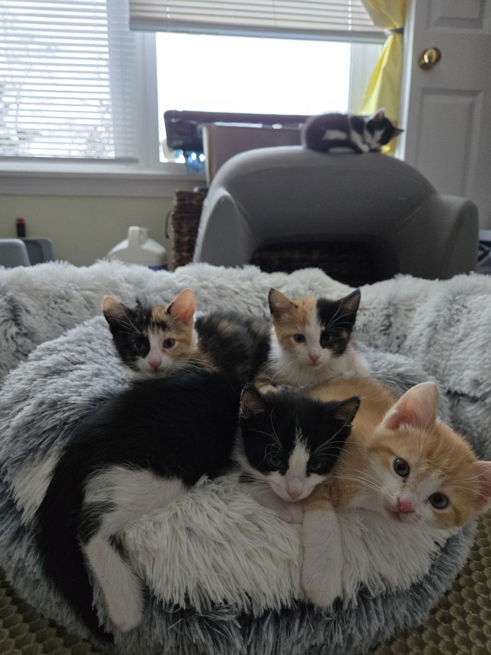 Enlarge Pinky Tuskadero, a Adopted Domestic Short Hair in Wheaton, IL image 2/3