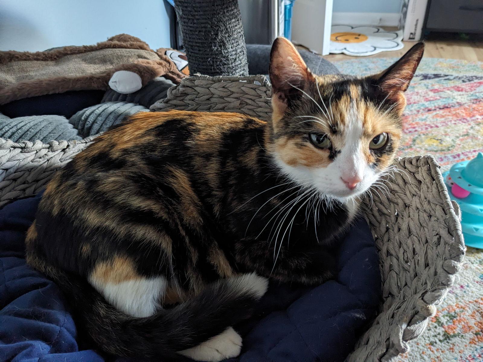 Enlarge Pinky Tuskadero, a Adopted Domestic Short Hair in Wheaton, IL image 3/3