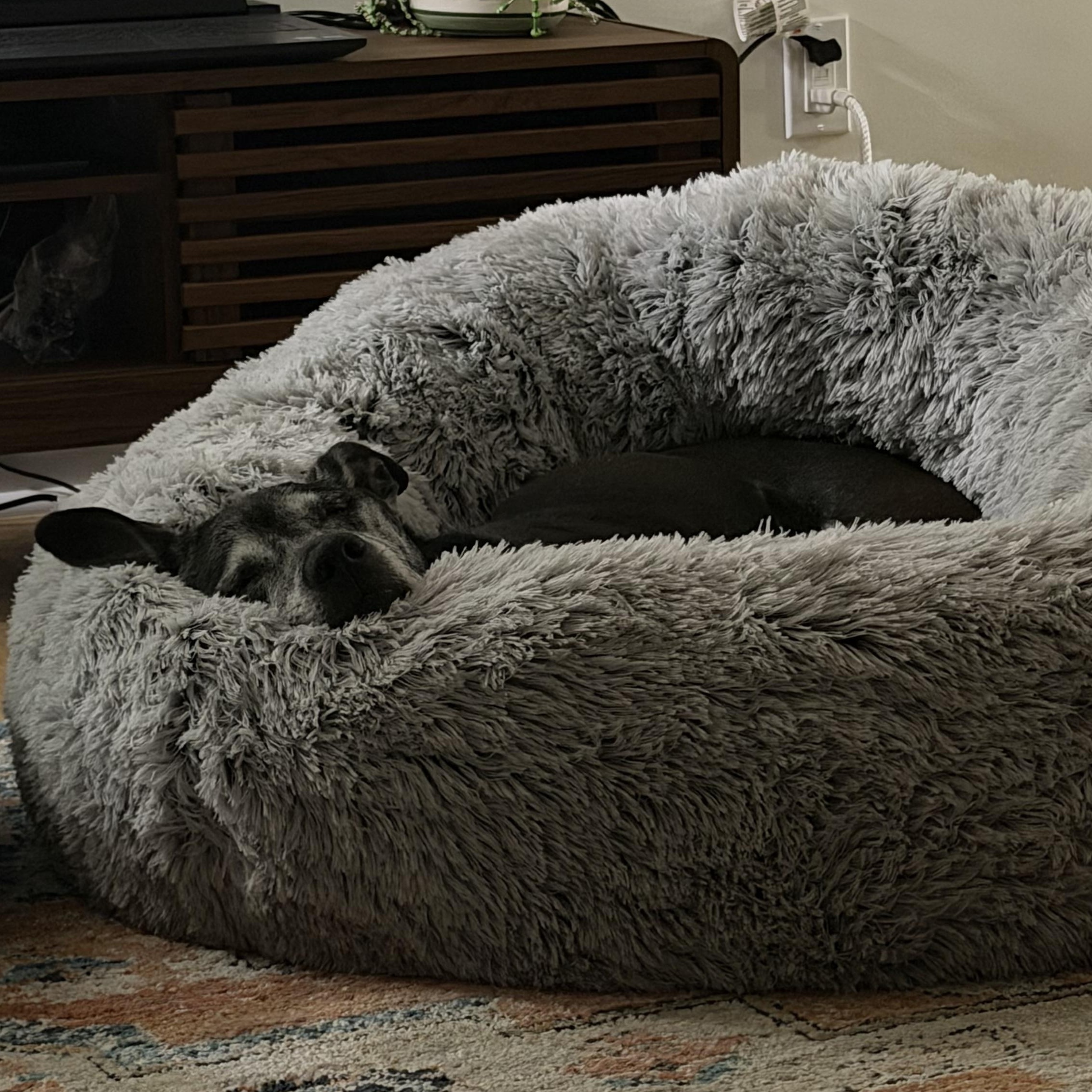 Enlarge Bob, a ADOPTABLE mixed breed in Charlotte, NC image 4/5