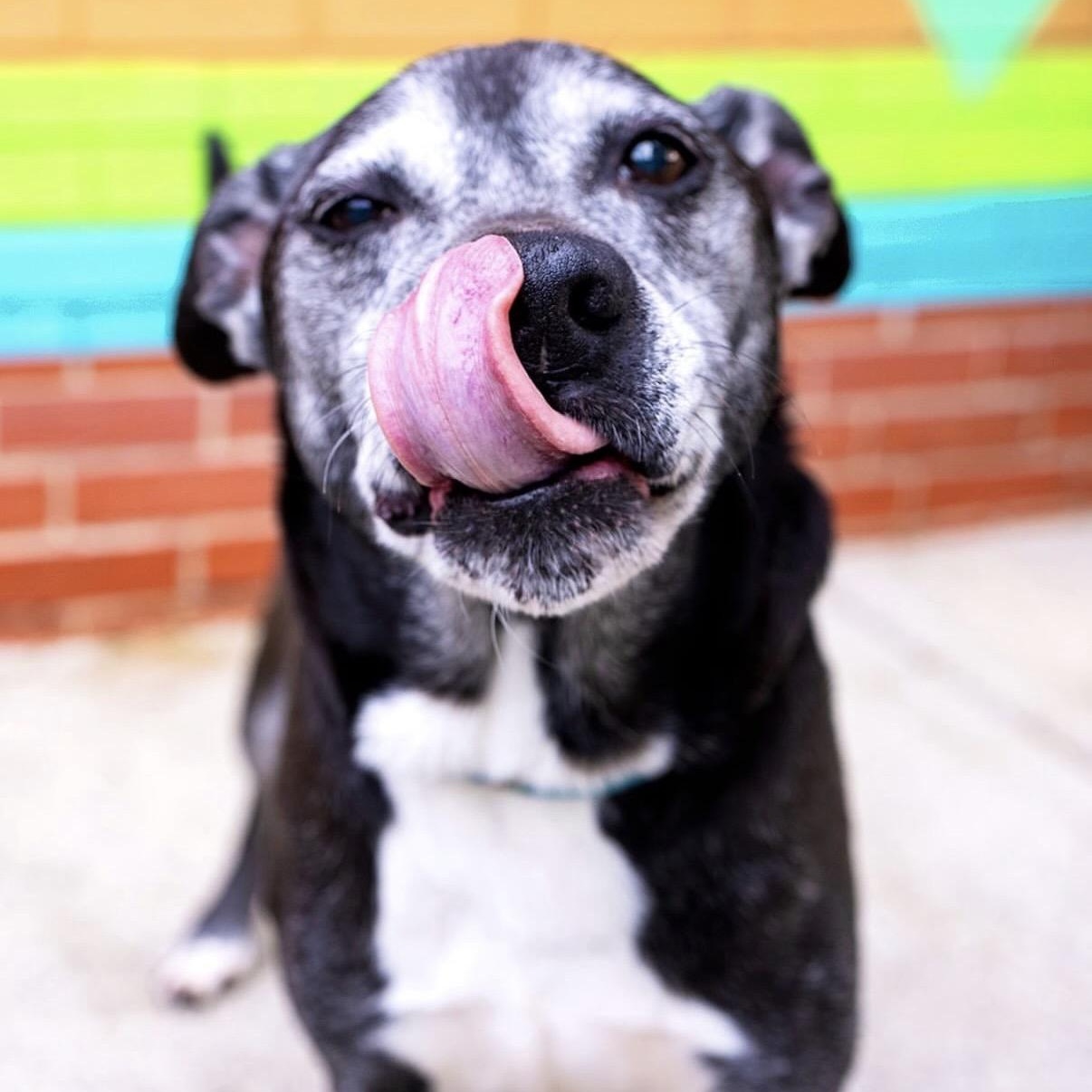 Bob, a ADOPTABLE mixed breed in Charlotte, NC image 2/6