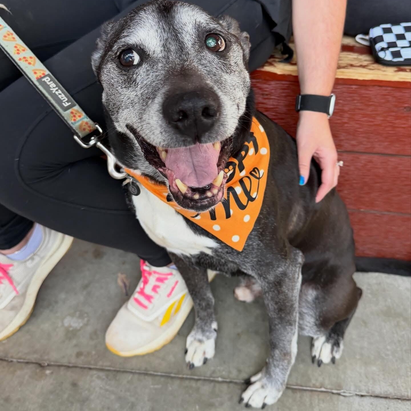 Enlarge Bob, a ADOPTABLE mixed breed in Charlotte, NC image 1/5