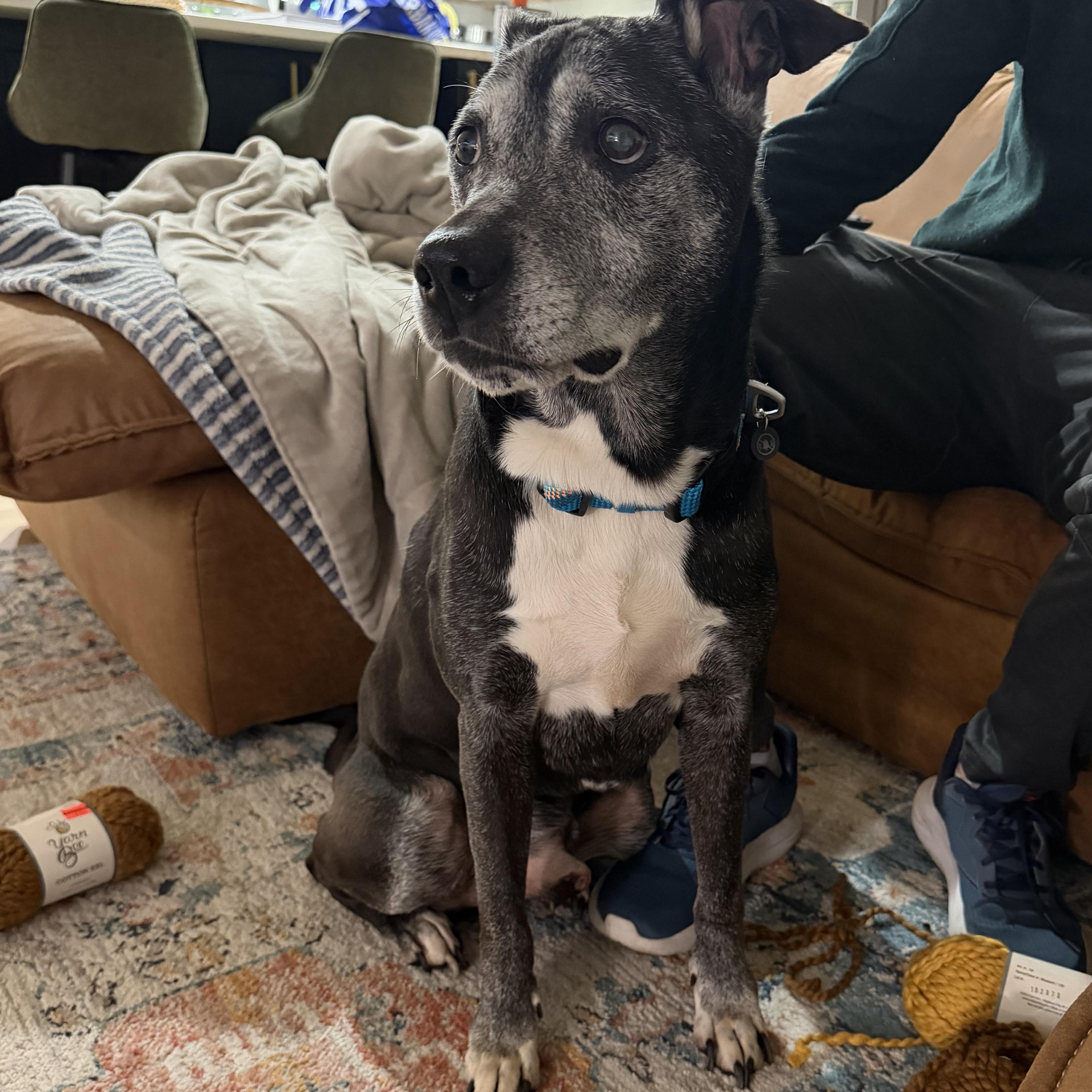 Enlarge Bob, a ADOPTABLE mixed breed in Charlotte, NC image 3/5