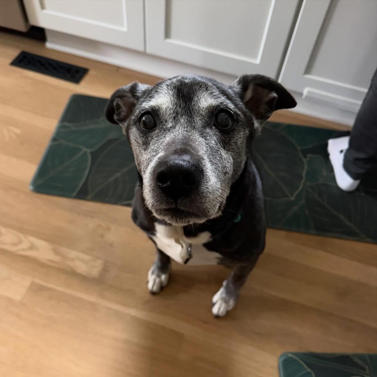 Enlarge Bob, a ADOPTABLE mixed breed in Charlotte, NC image 2/5