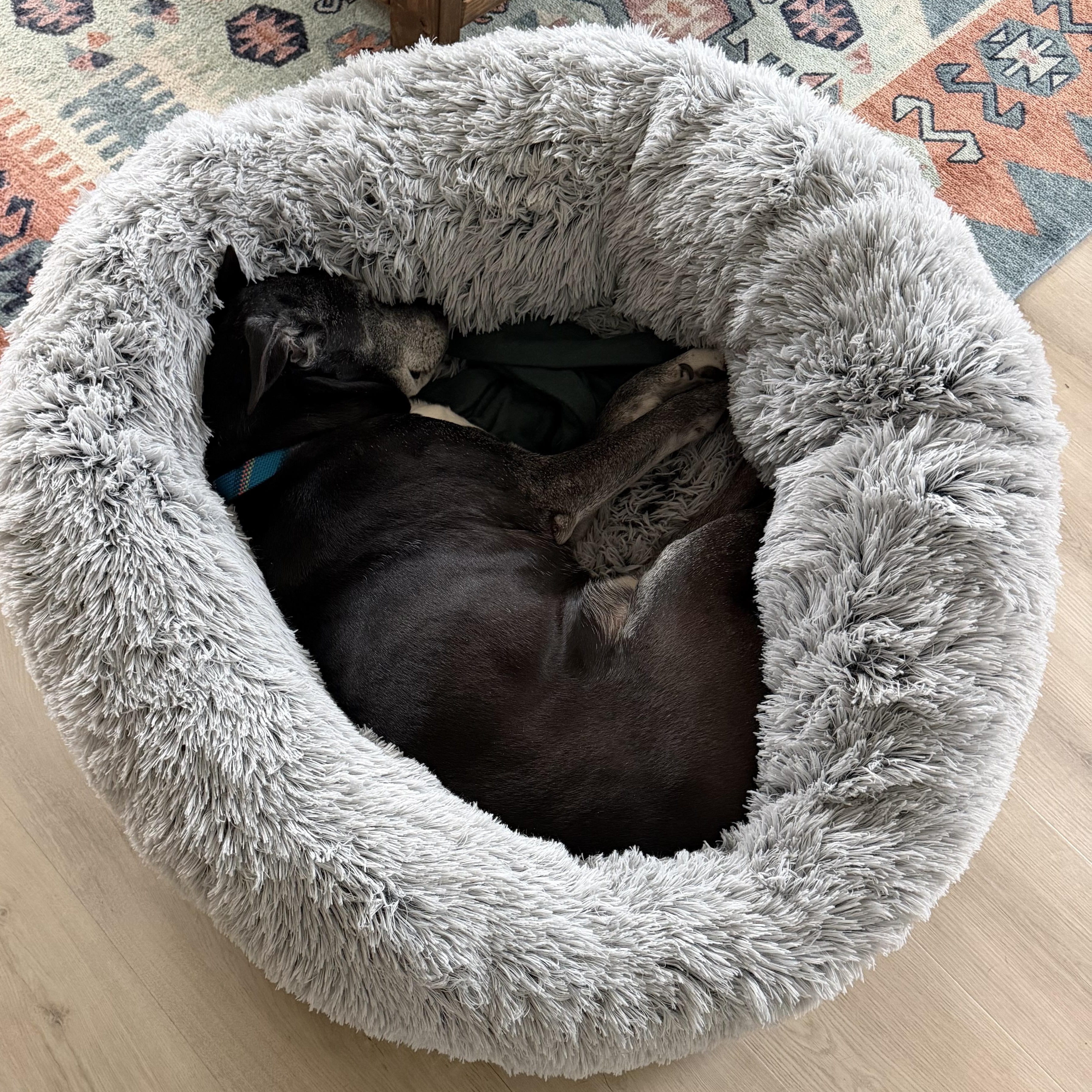 Enlarge Bob, a ADOPTABLE mixed breed in Charlotte, NC image 5/5