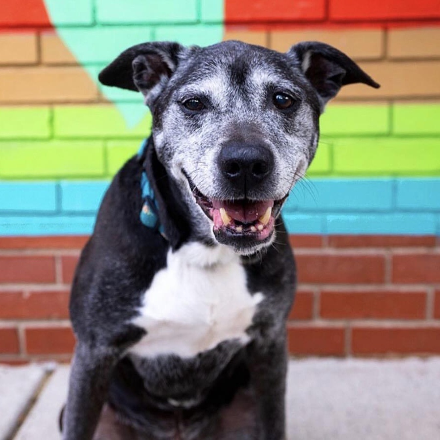 Bob, ADOPTABLE, Senior Male Pit Bull Terrier.
