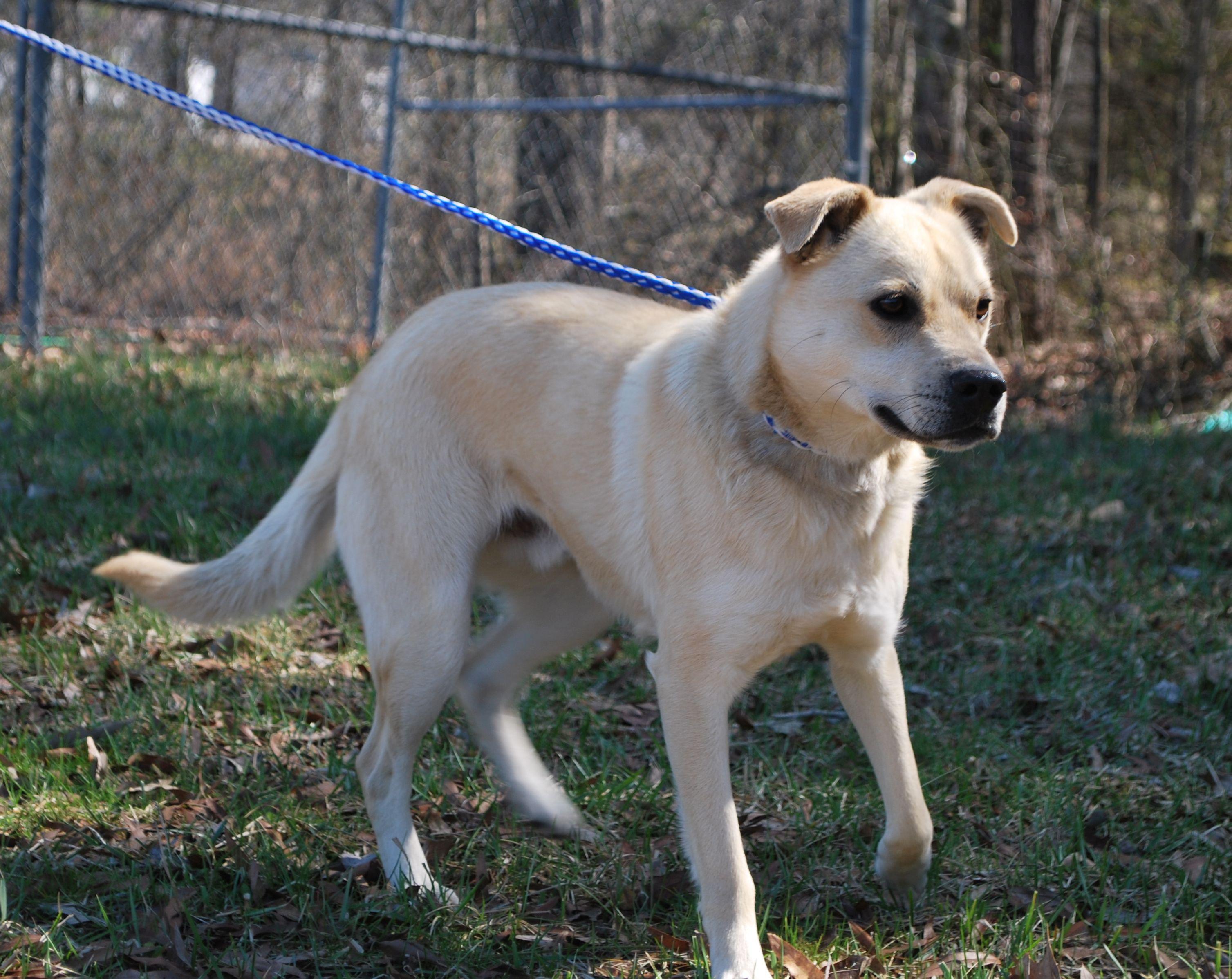 Neo, a Adoptable mixed breed in manchester, TN image 4/5