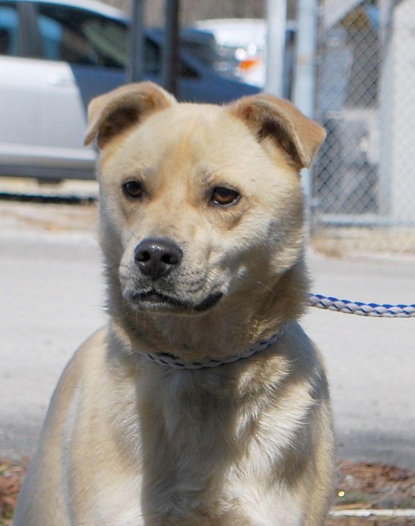 Neo, a Adoptable mixed breed in manchester, TN image 1/5
