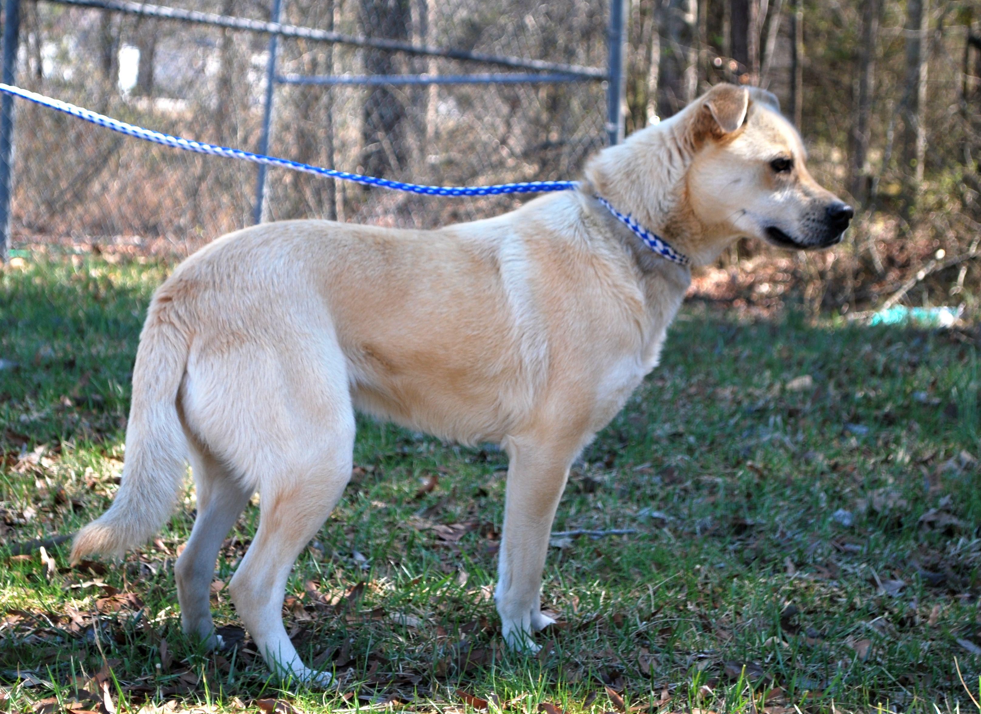 Neo, a Adoptable mixed breed in manchester, TN image 2/5