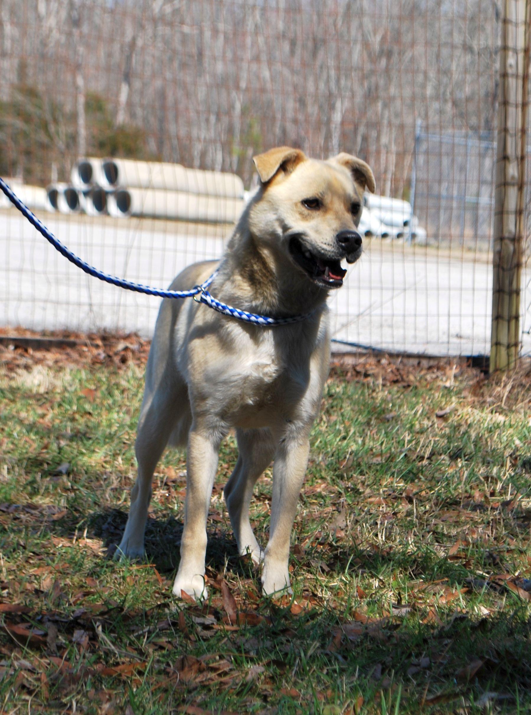 Neo, a Adoptable mixed breed in manchester, TN image 5/5