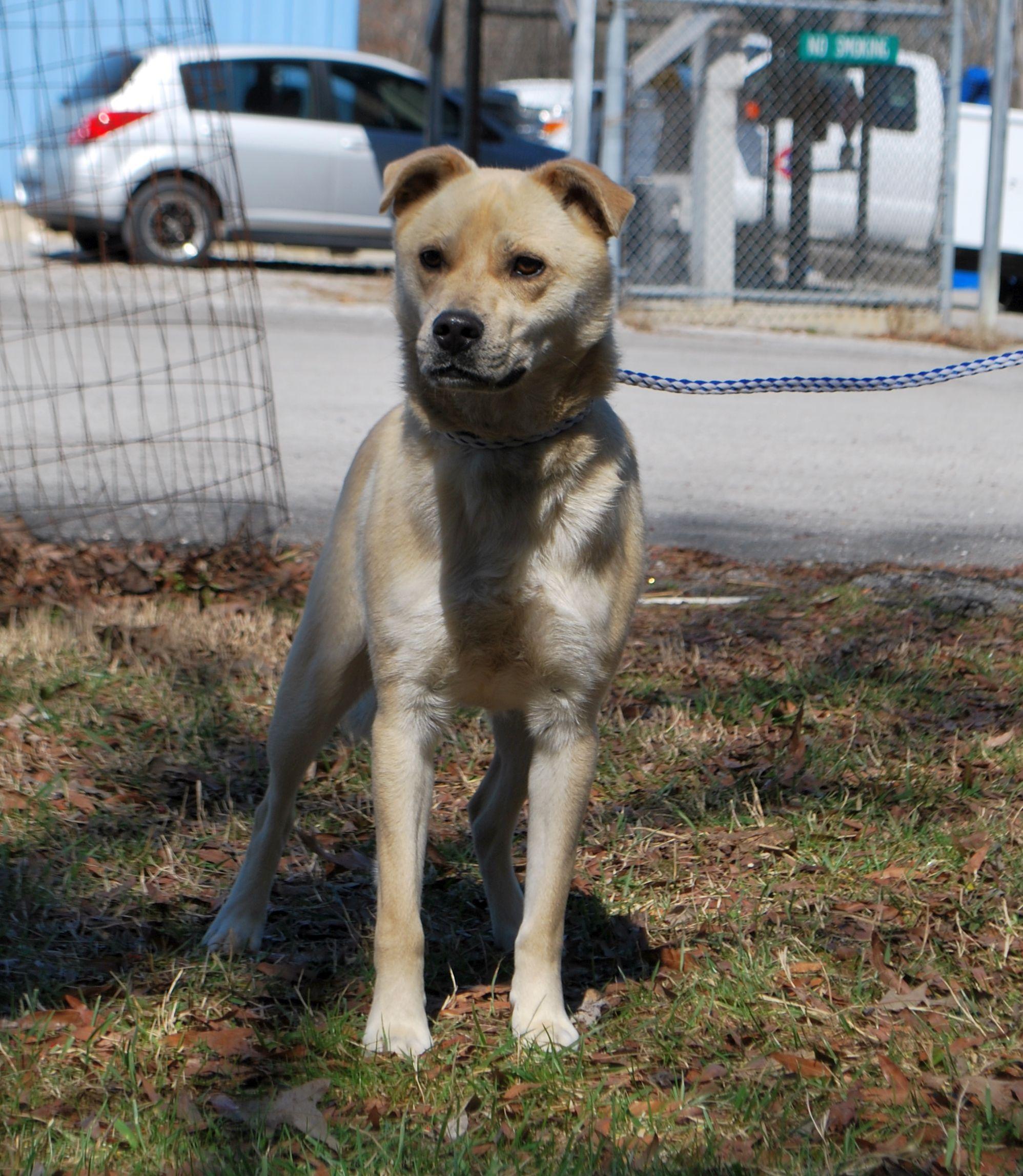Neo, a Adoptable mixed breed in manchester, TN image 3/5