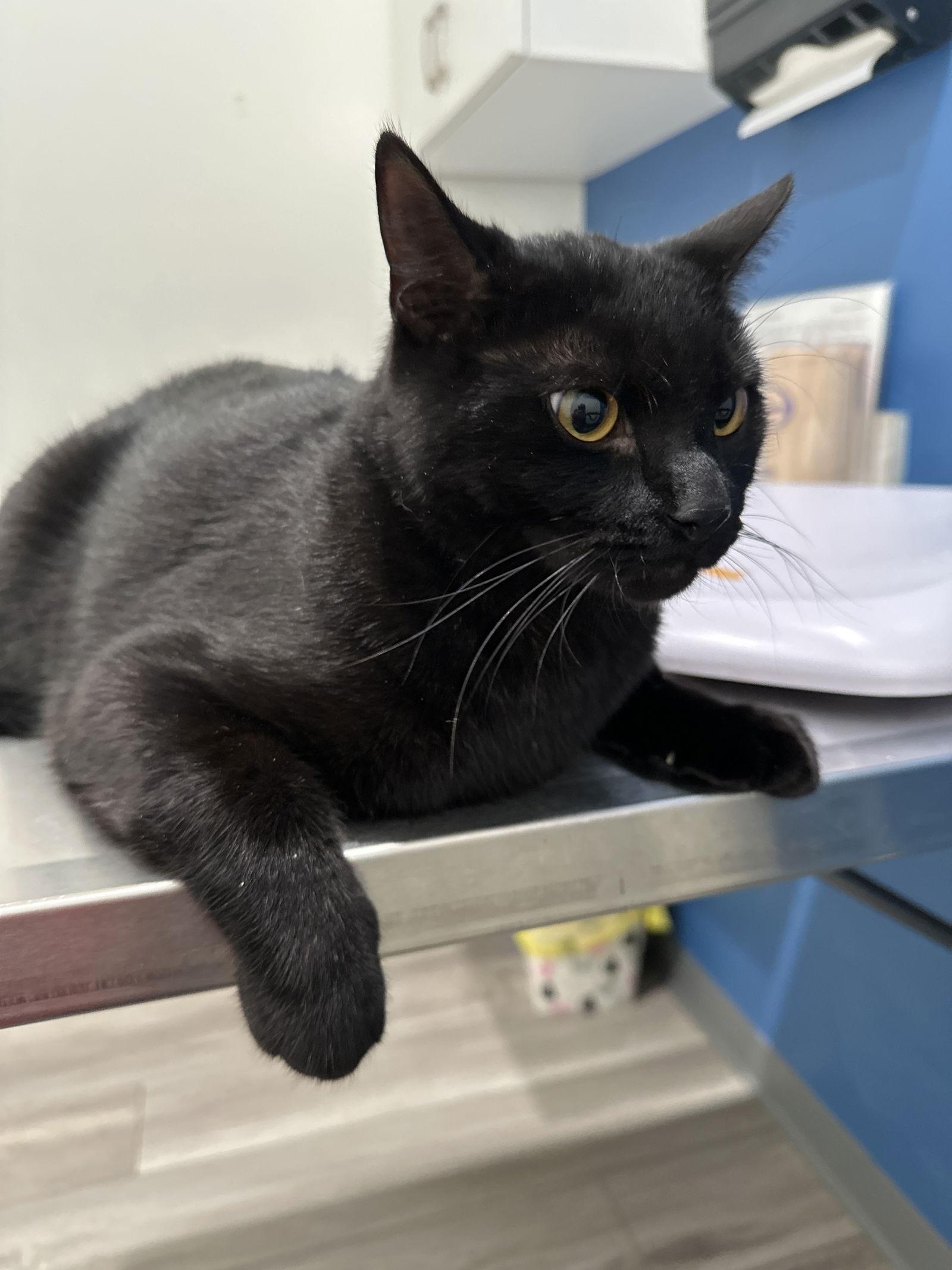 Enlarge Blaze, a Adopted Domestic Short Hair in Walled Lake, MI image 1/3