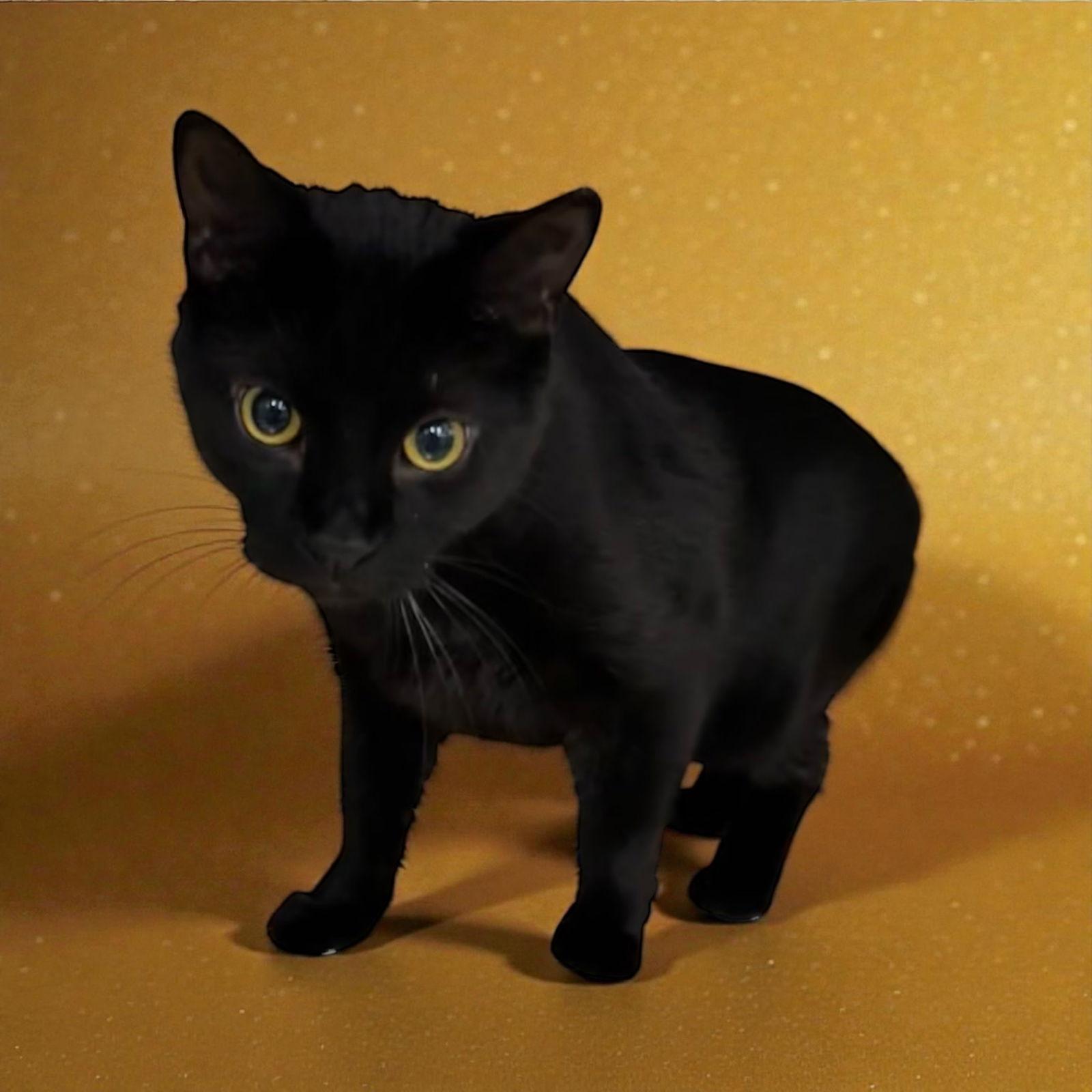 Enlarge Blaze, a Adopted Domestic Short Hair in Walled Lake, MI image 2/3