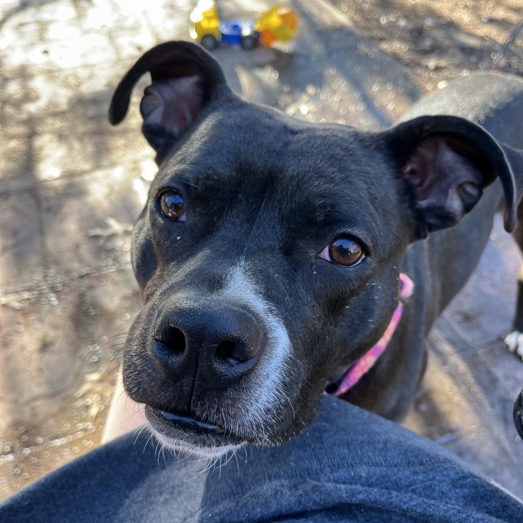 Queen, Adoptable, Adult Female Pit Bull Terrier.