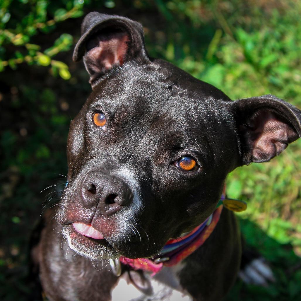 Queen, Adoptable, Adult Female Pit Bull Terrier.