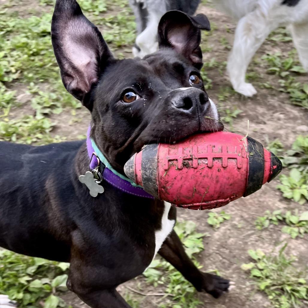 Queen, a Adoptable mixed breed in Columbia, MO image 2/6