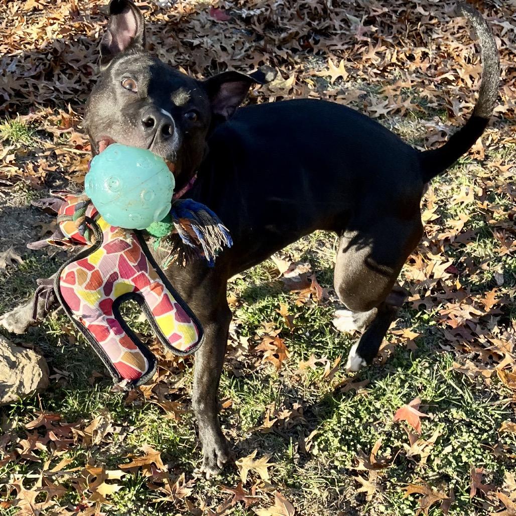 Queen, a Adoptable mixed breed in Columbia, MO image 3/6