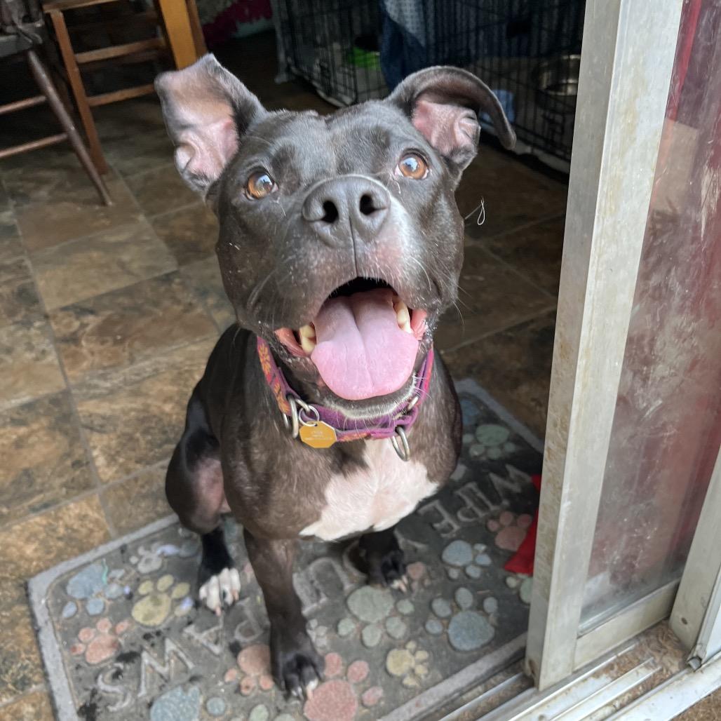 Queen, a Adoptable mixed breed in Columbia, MO image 4/6