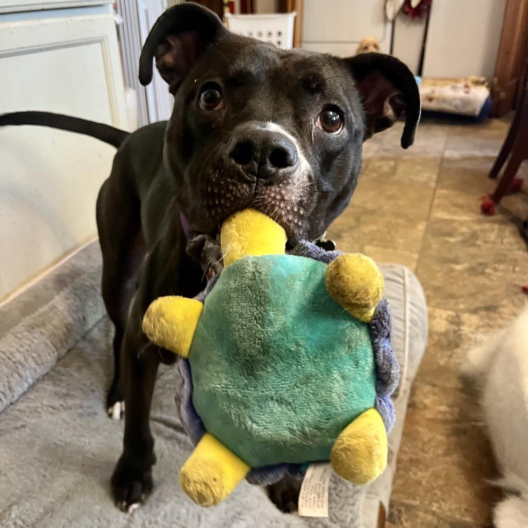 Queen, a Adoptable mixed breed in Columbia, MO image 5/6