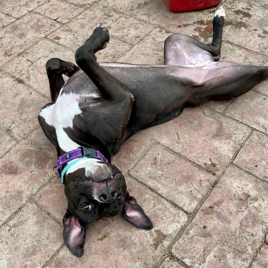 Queen, a Adoptable mixed breed in Columbia, MO image 6/6