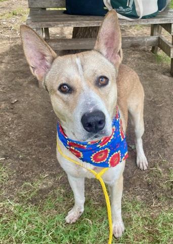 Enlarge DINGO, a Adoptable mixed breed in Tulsa, OK image 1/1