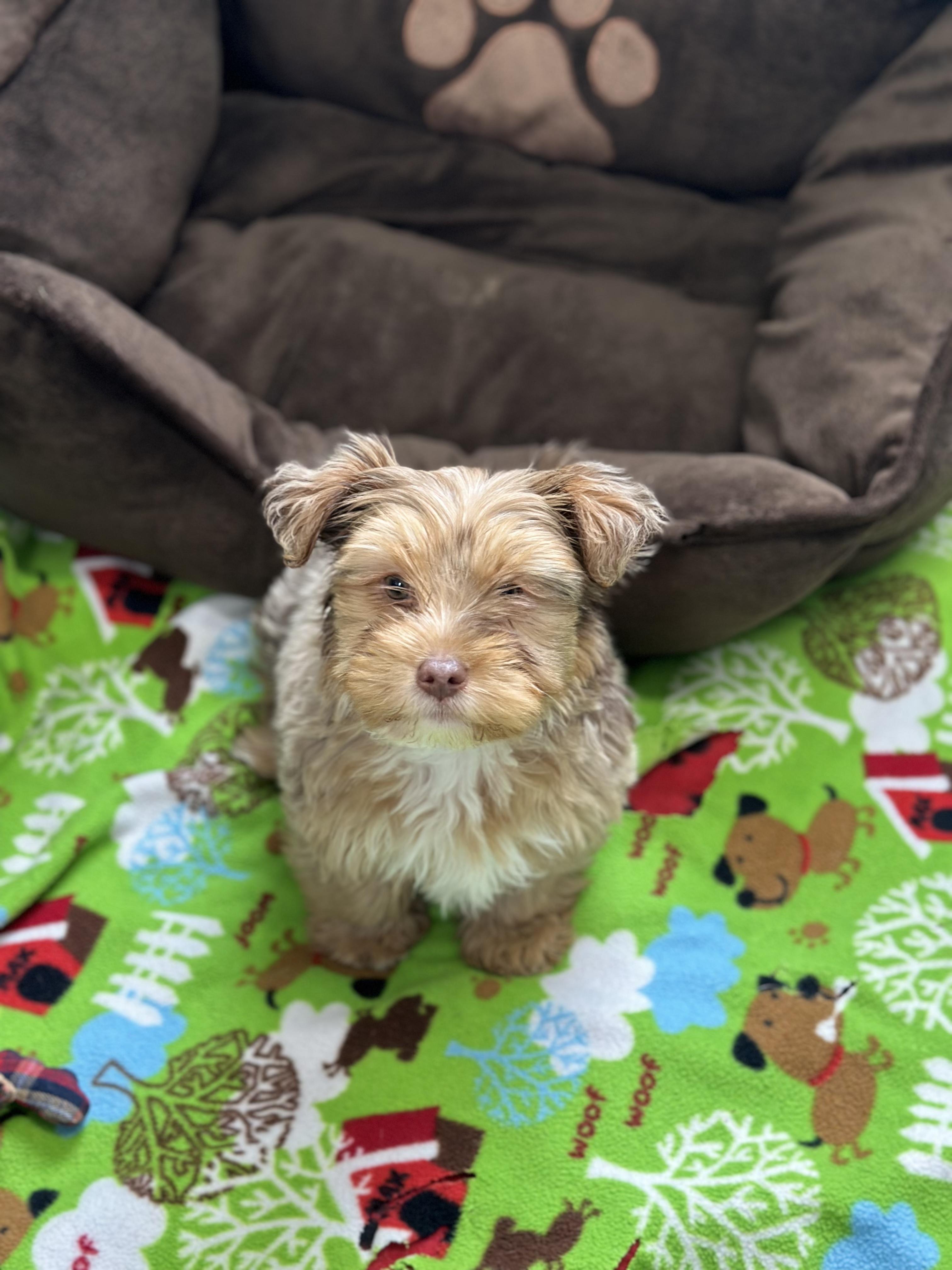 Enlarge Simon, a ADOPTABLE Yorkie Poo in Vernon Hills, IL image 1/1