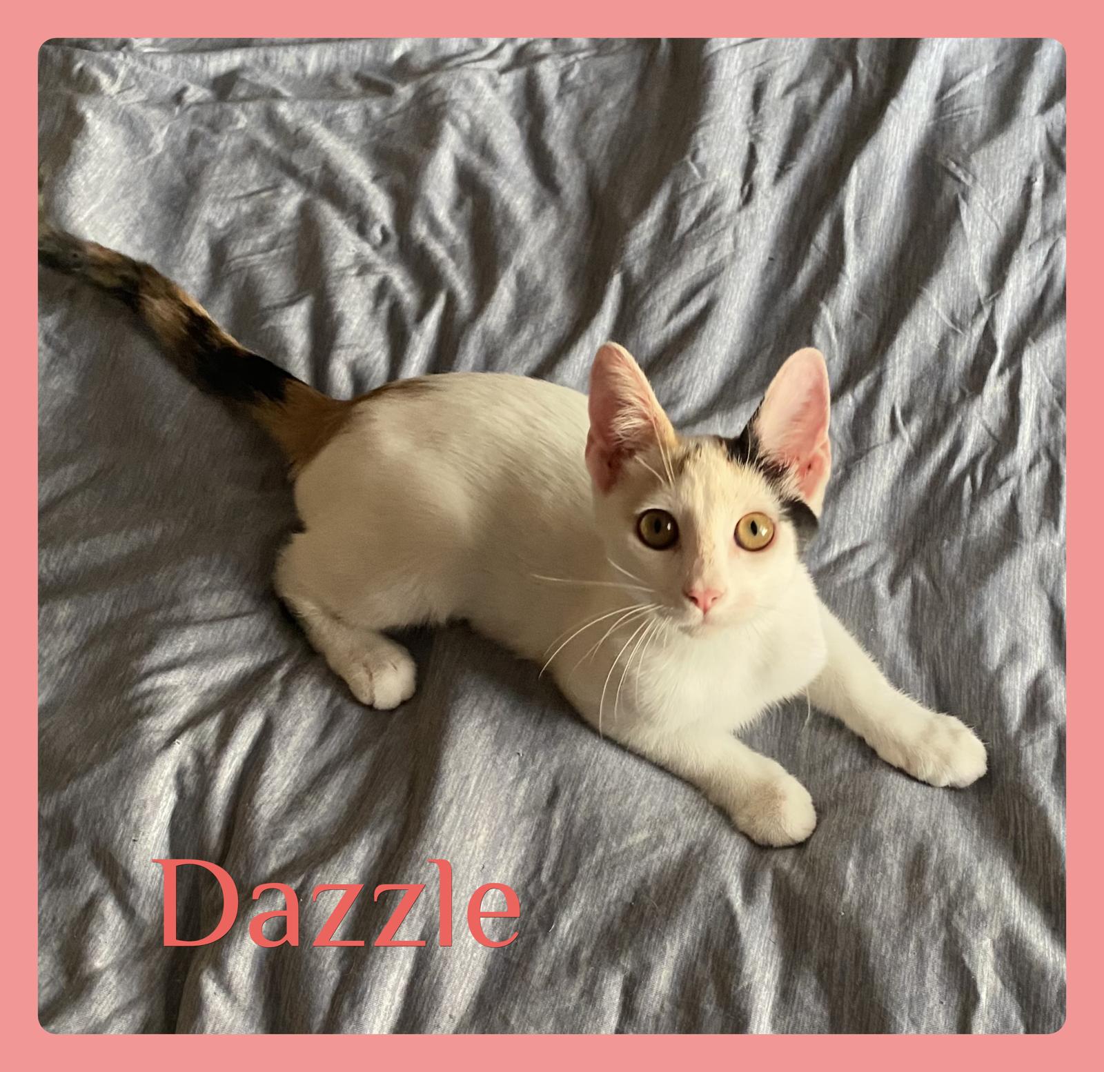 DAZZLE, Adopted, Kitten Female Calico.