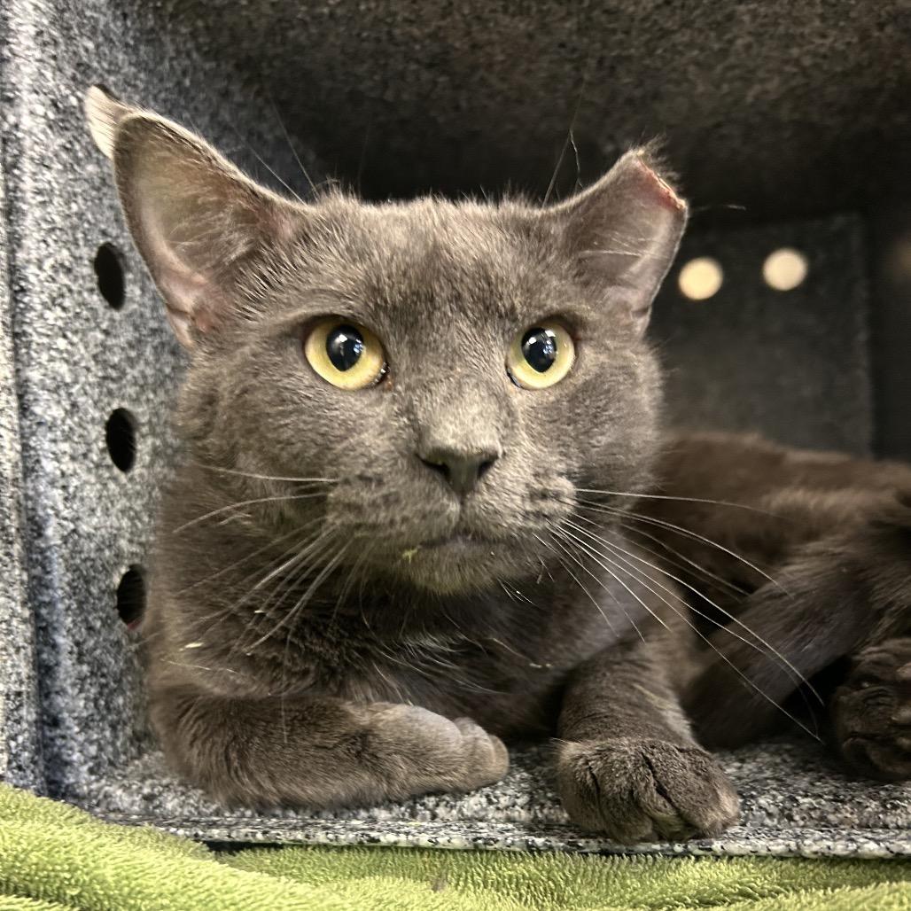 Bingo - IN FOSTER, a Adoptable Domestic Short Hair in Birdsboro, PA image 1/5