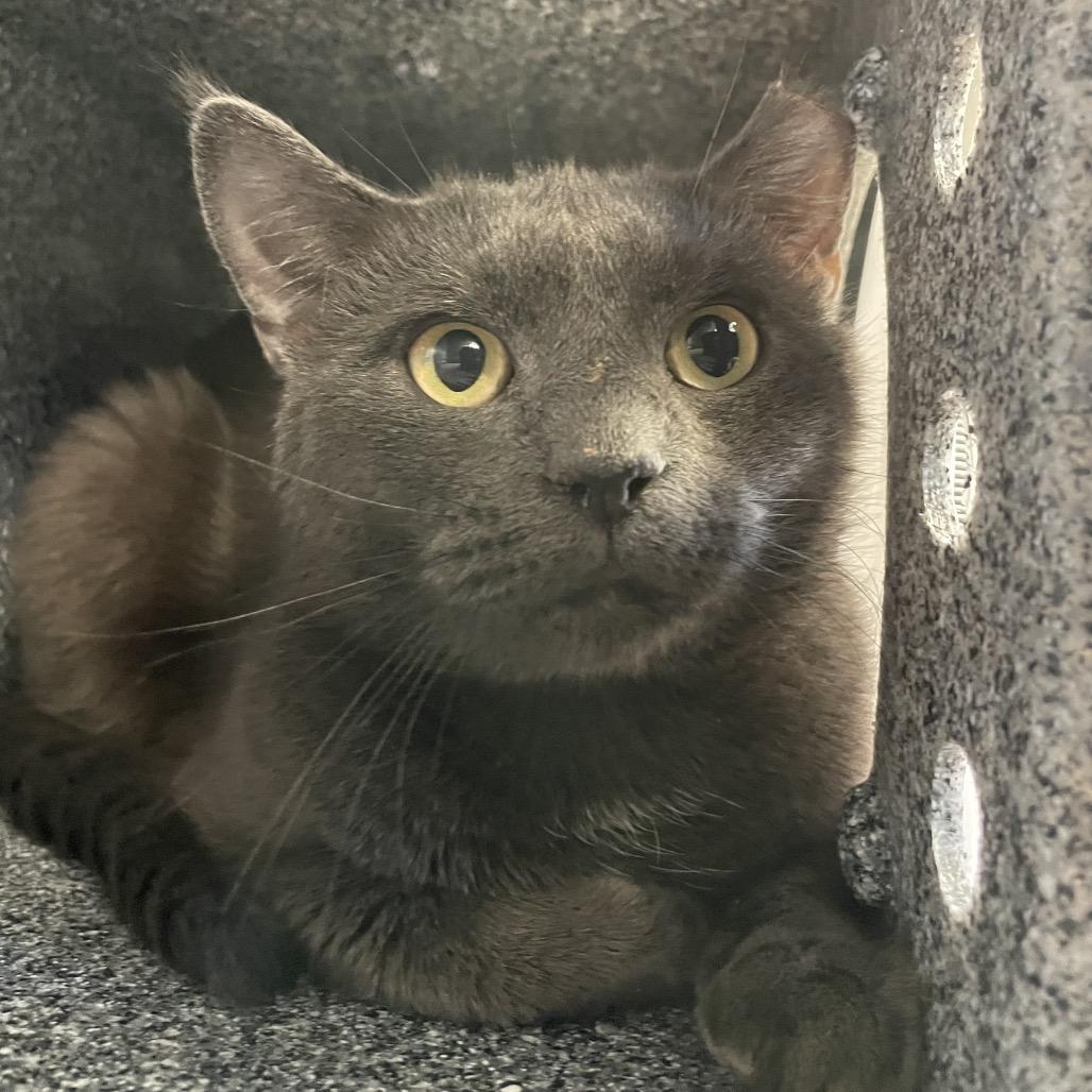 Bingo - IN FOSTER, a Adoptable Domestic Short Hair in Birdsboro, PA image 2/5