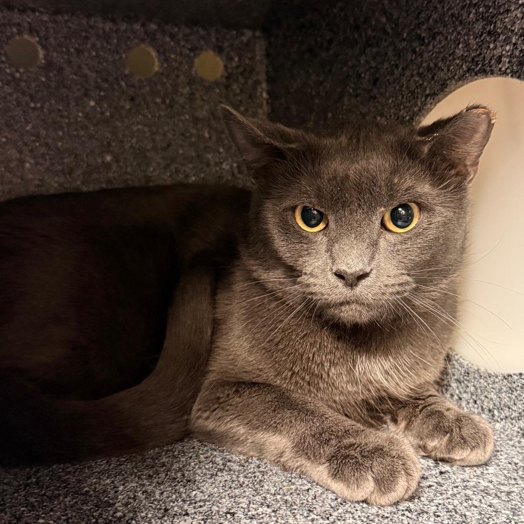 Bingo - IN FOSTER, a Adoptable Domestic Short Hair in Birdsboro, PA image 3/5