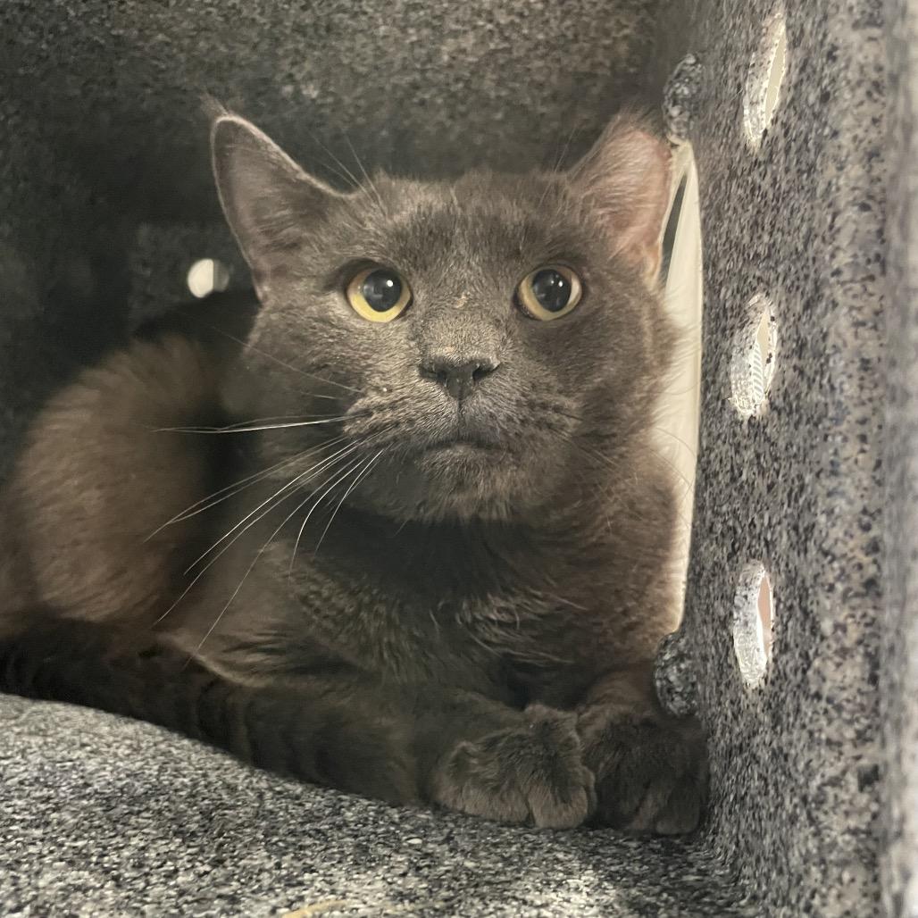 Bingo - IN FOSTER, a Adoptable Domestic Short Hair in Birdsboro, PA image 4/5