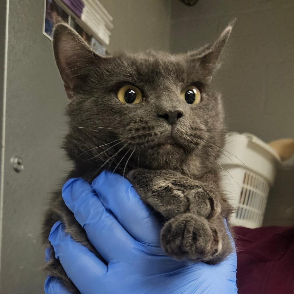 Bingo - IN FOSTER, a Adoptable Domestic Short Hair in Birdsboro, PA image 5/5