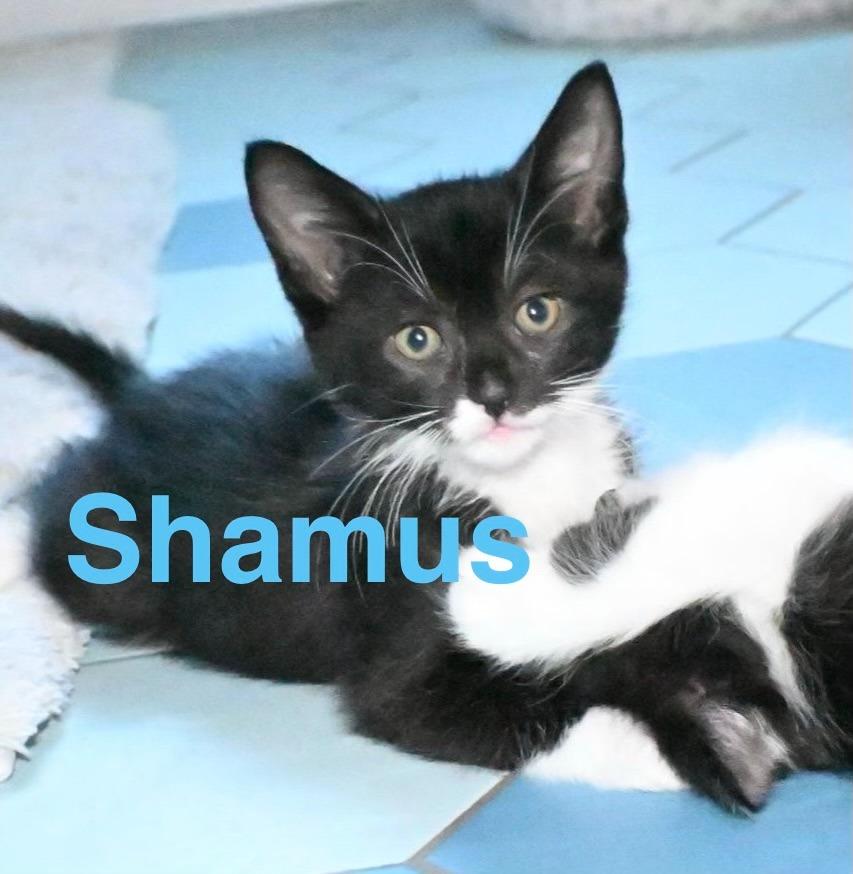 Shamus, Adoptable, Kitten Male Domestic Short Hair.