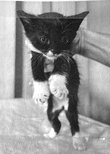 Enlarge Shamus, a Adoptable mixed breed in San Pedro, CA image 3/3