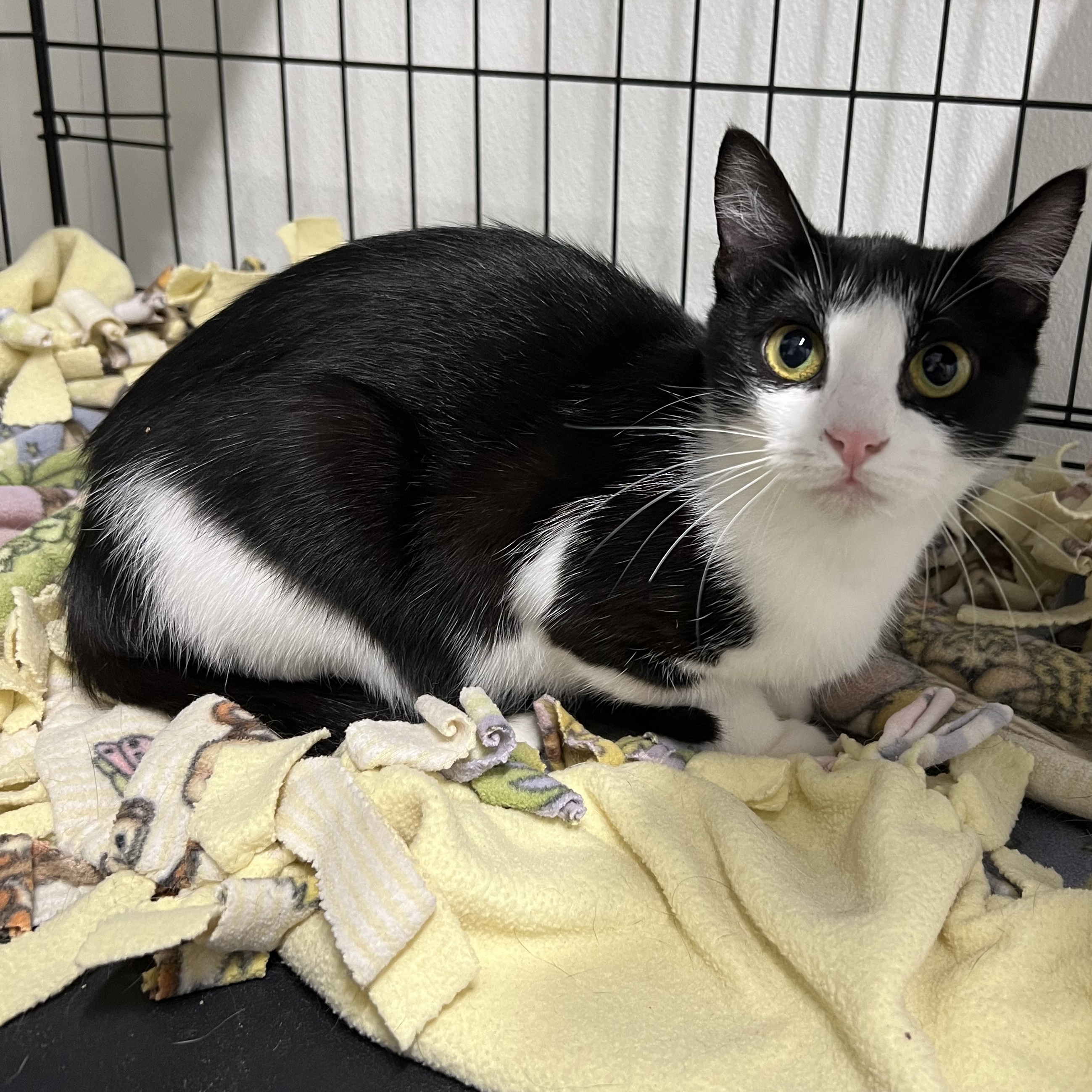 Enlarge Gabriella, a Adoptable mixed breed in Spencer, IA image 2/2