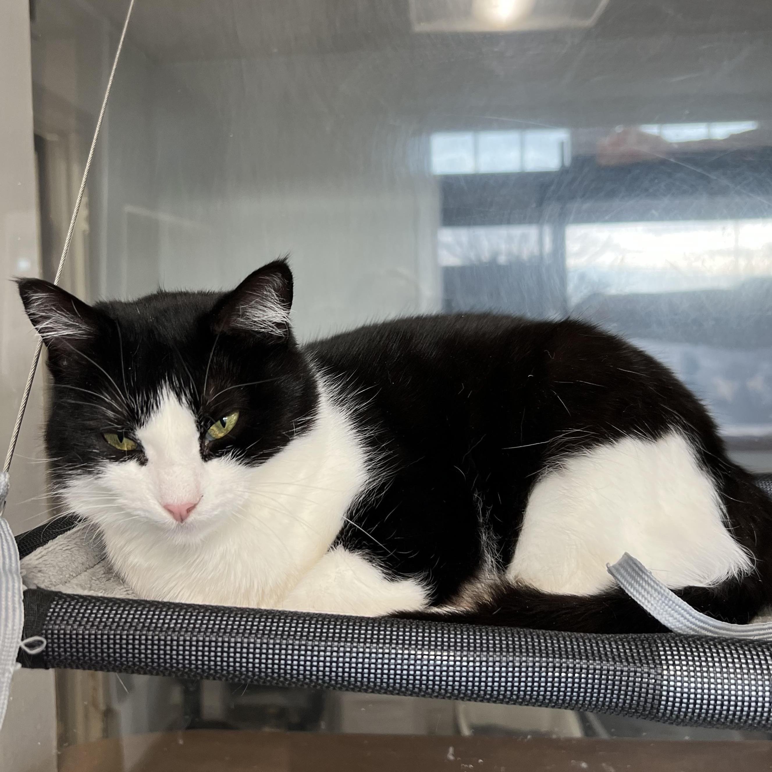 Enlarge Gabriella, a Adoptable mixed breed in Spencer, IA image 2/2