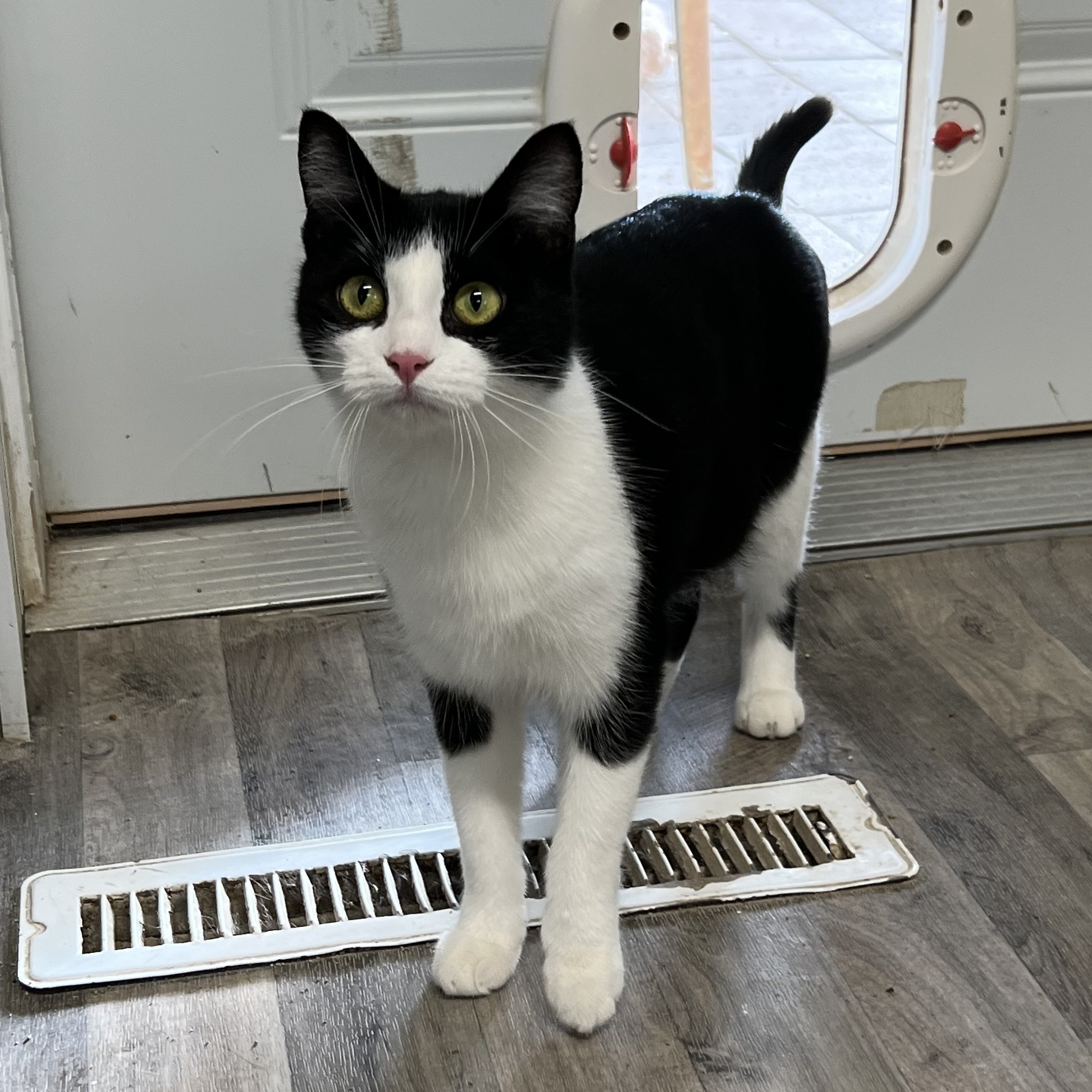 Gabriella, Adoptable, Young Female Domestic Short Hair.