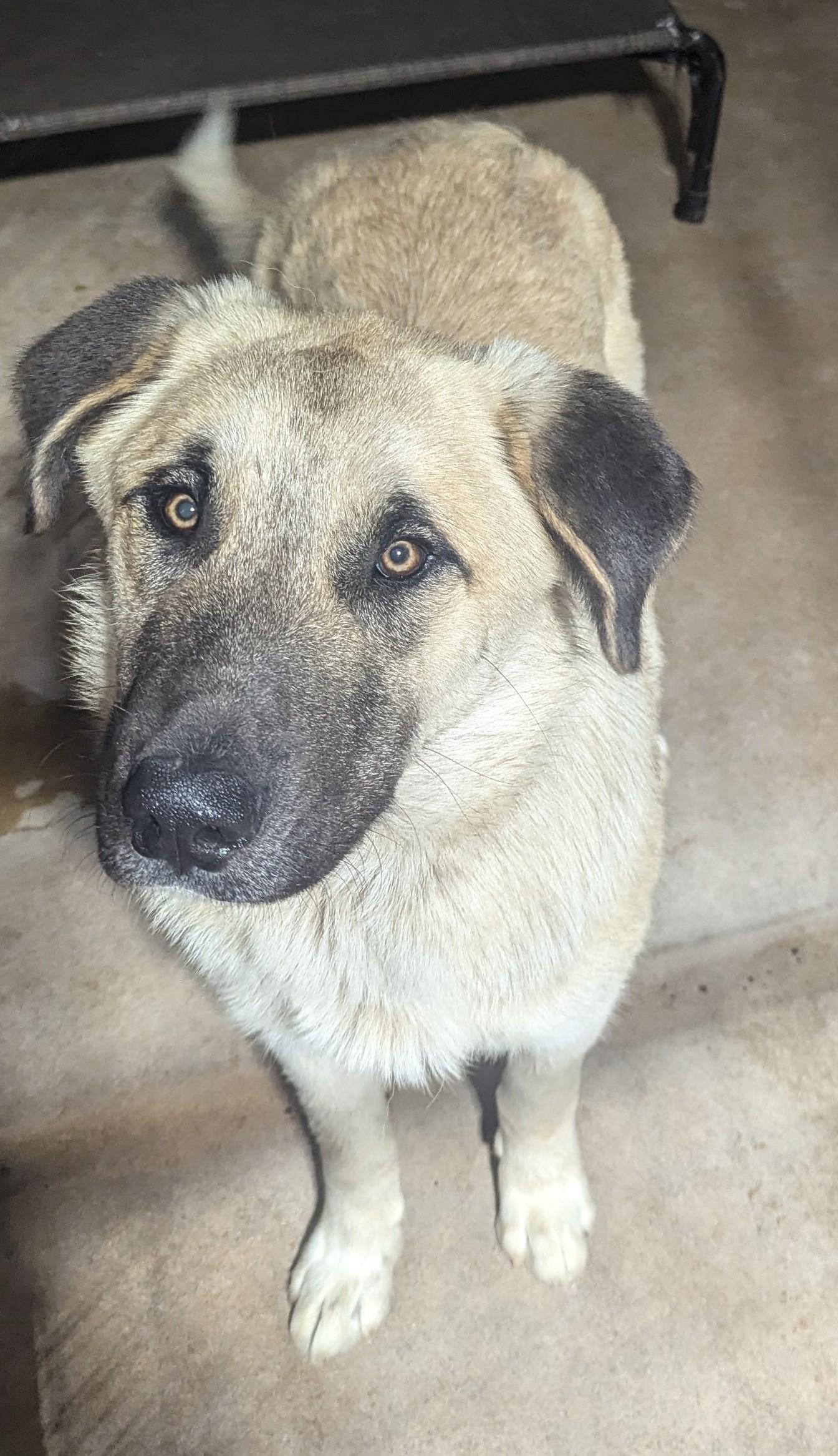 Pupcorn, ADOPTABLE, Young Female Great Pyrenees & Anatolian Shepherd.
