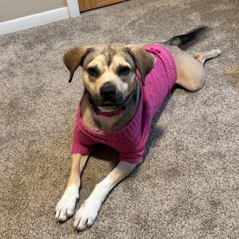 Enlarge Smoots, an adopted mixed breed in BLOOMINGTON, NY image 1/4