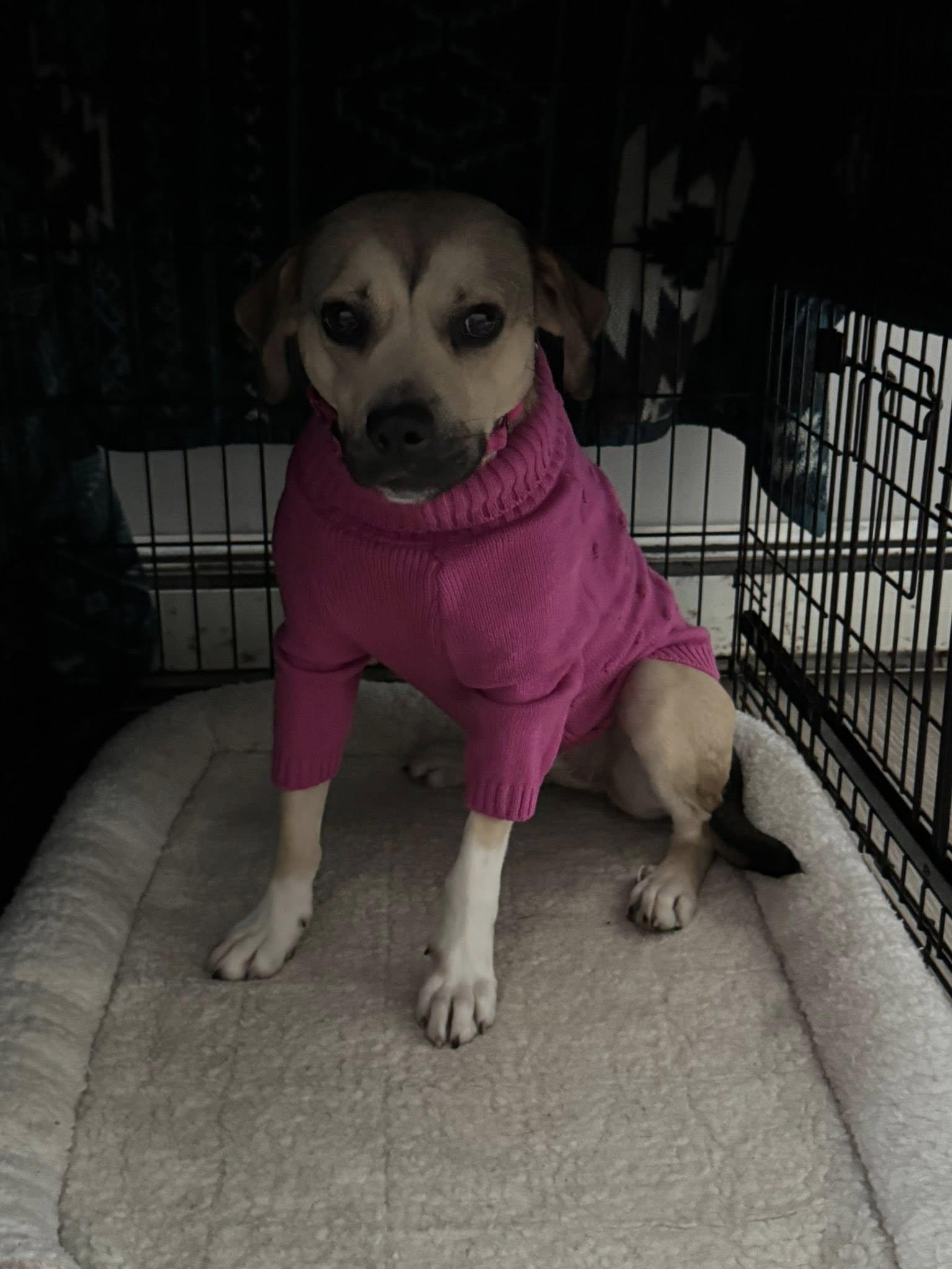 Enlarge Smoots, an adopted mixed breed in BLOOMINGTON, NY image 3/4