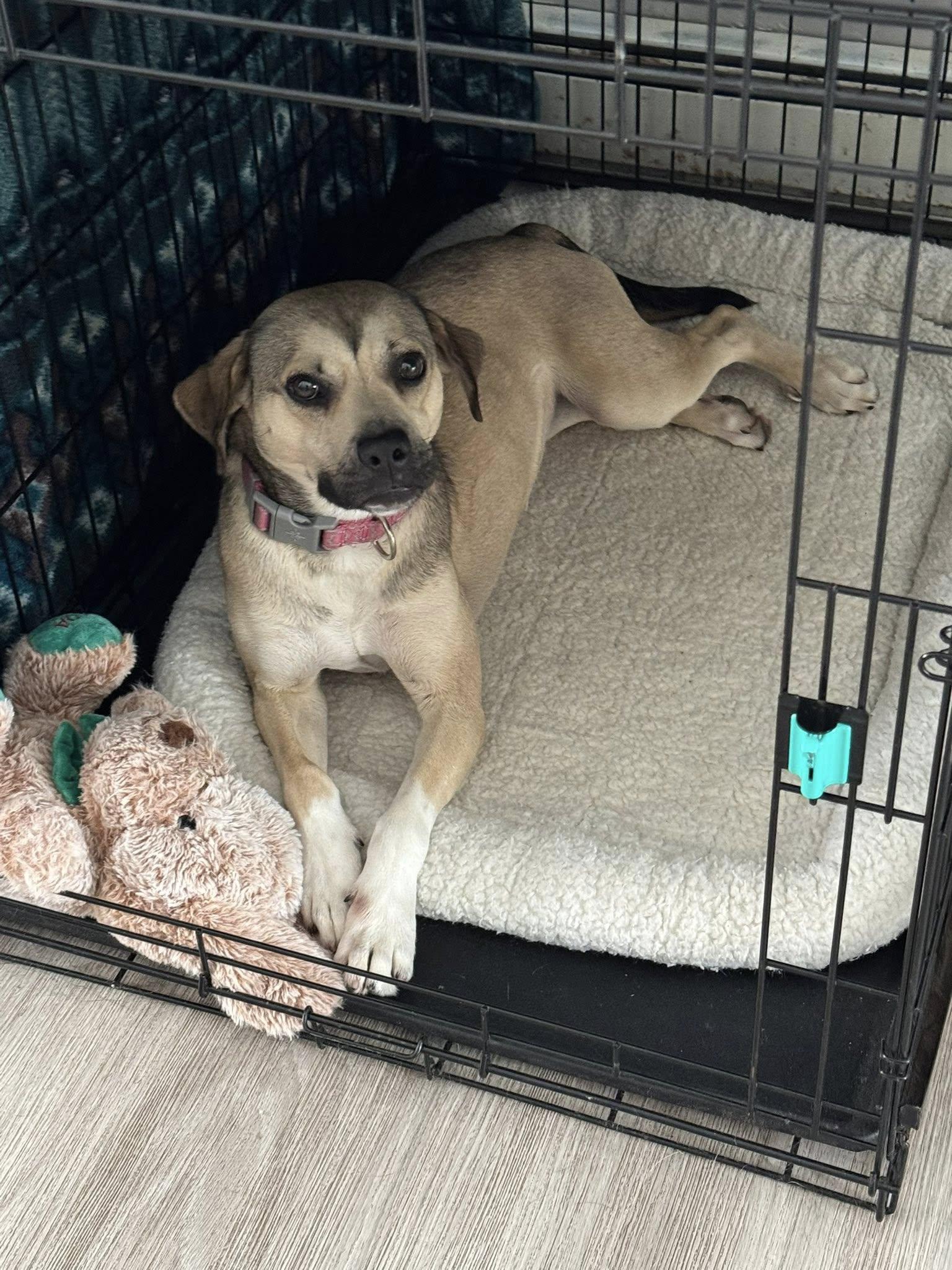 Enlarge Smoots, an adopted mixed breed in BLOOMINGTON, NY image 4/4