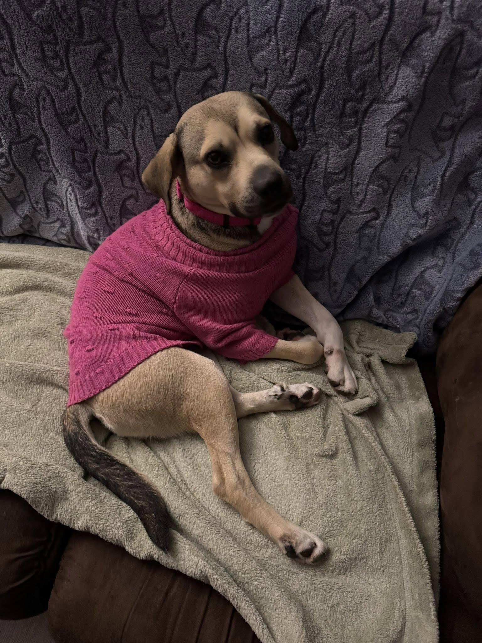 Enlarge Smoots, an adopted mixed breed in BLOOMINGTON, NY image 2/4