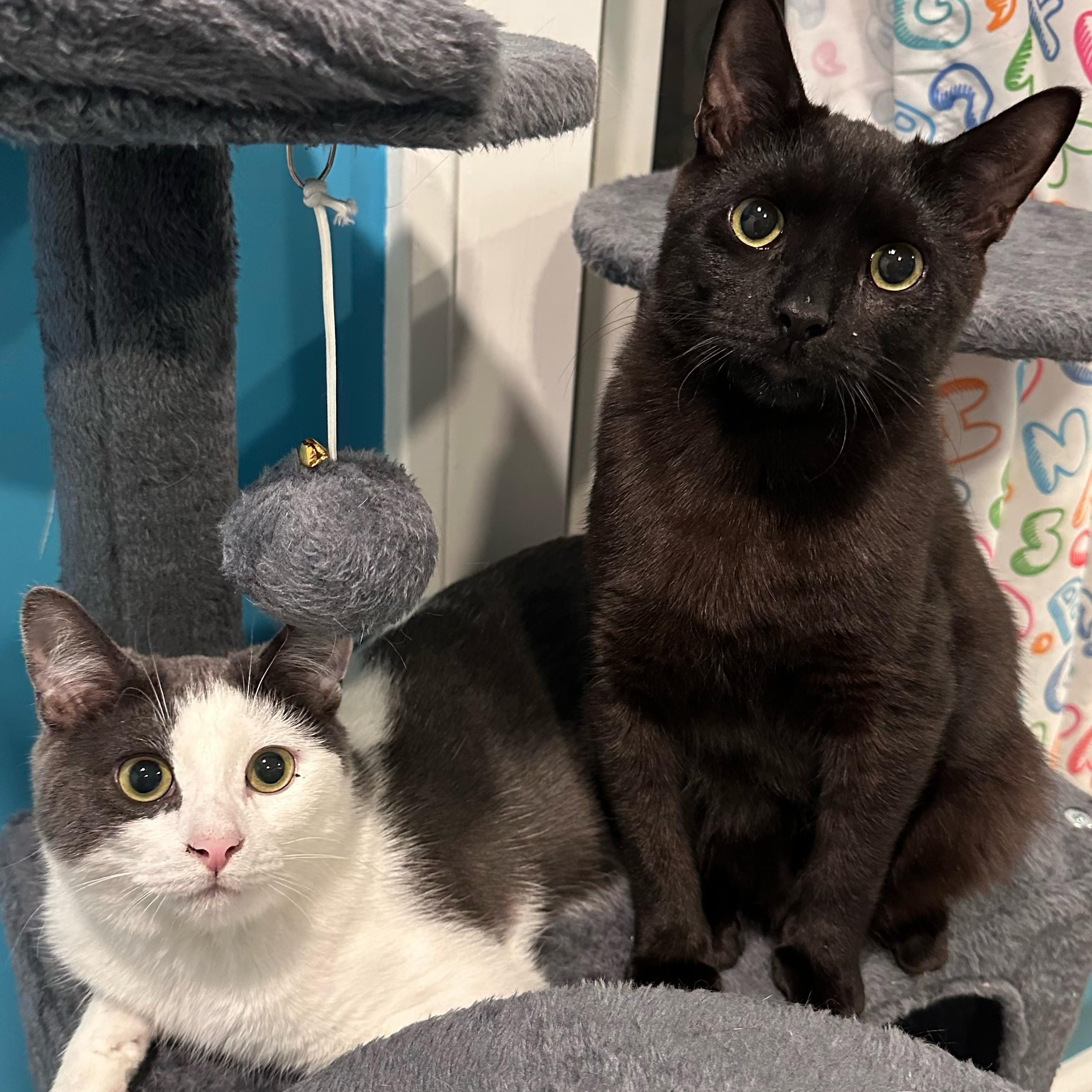 Enlarge Vinnie, a Adoptable mixed breed in Woodbury, NJ image 5/6