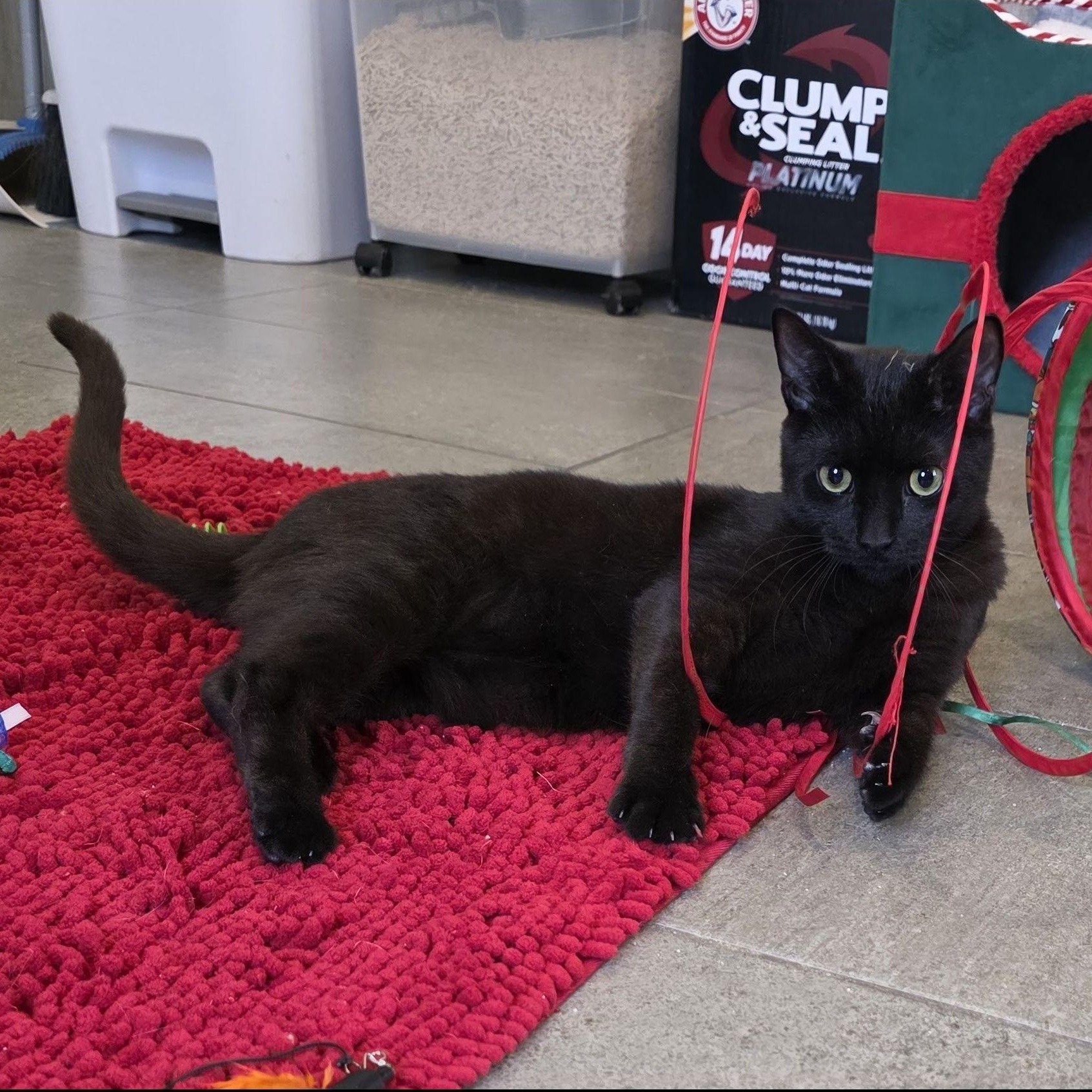 Enlarge Vinnie, a Adoptable mixed breed in Woodbury, NJ image 2/6